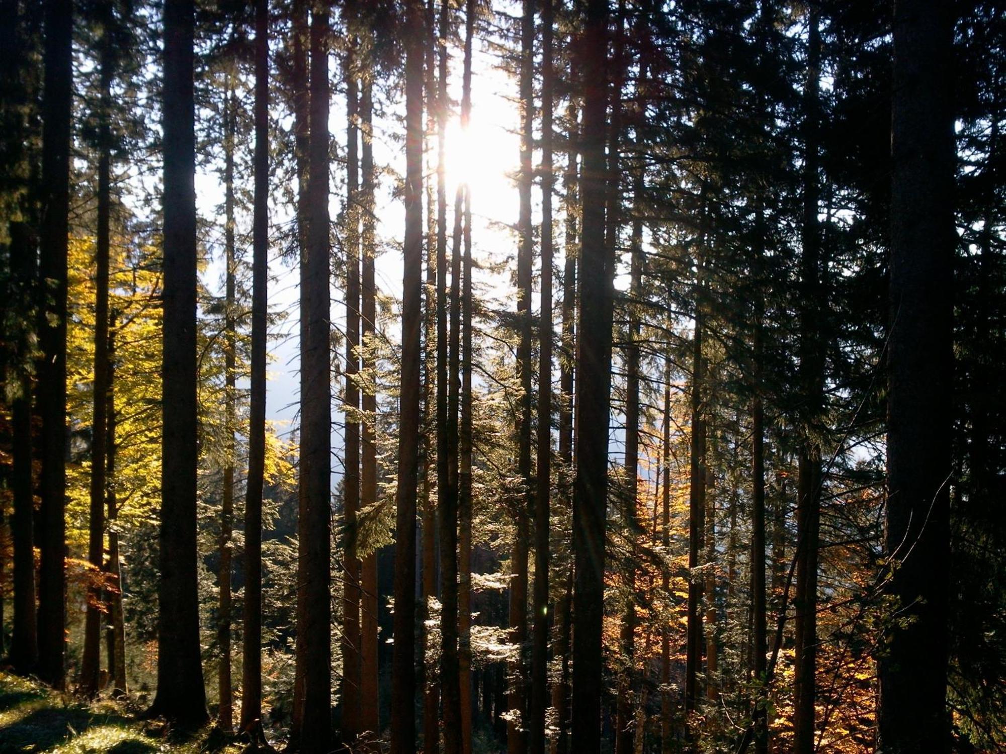 SunAlpin - Ferienwohnungen Schoppernau Exterior foto